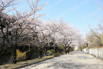 중앙도서관 뒷길 (약대 앞길) 벚꽃나무